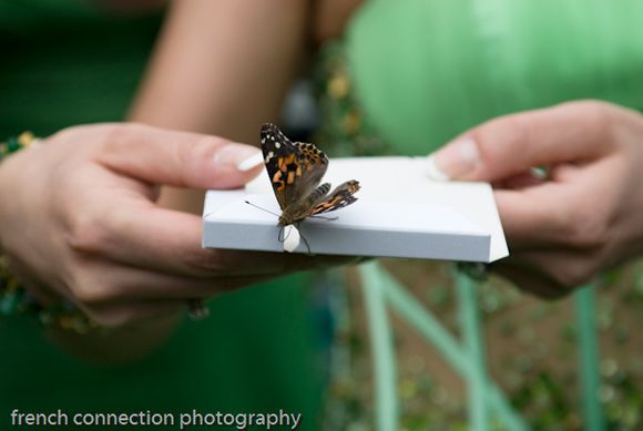 A lucky butterfly flutters by...