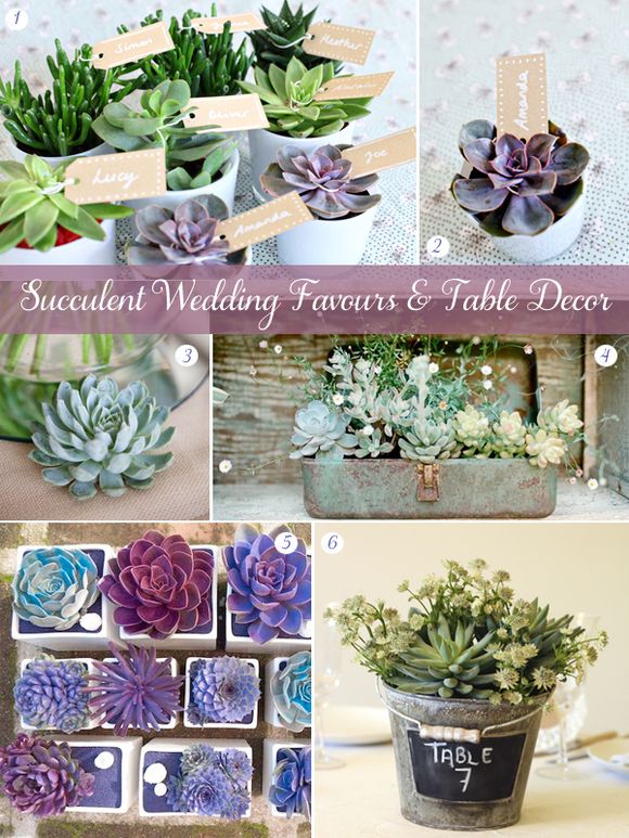 Succulent wedding favours and table decor