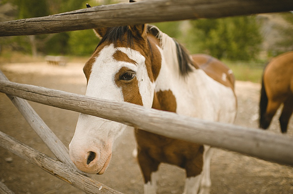 Cowboy ranch wedding