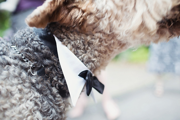 Dogs at weddings, pets at weddings