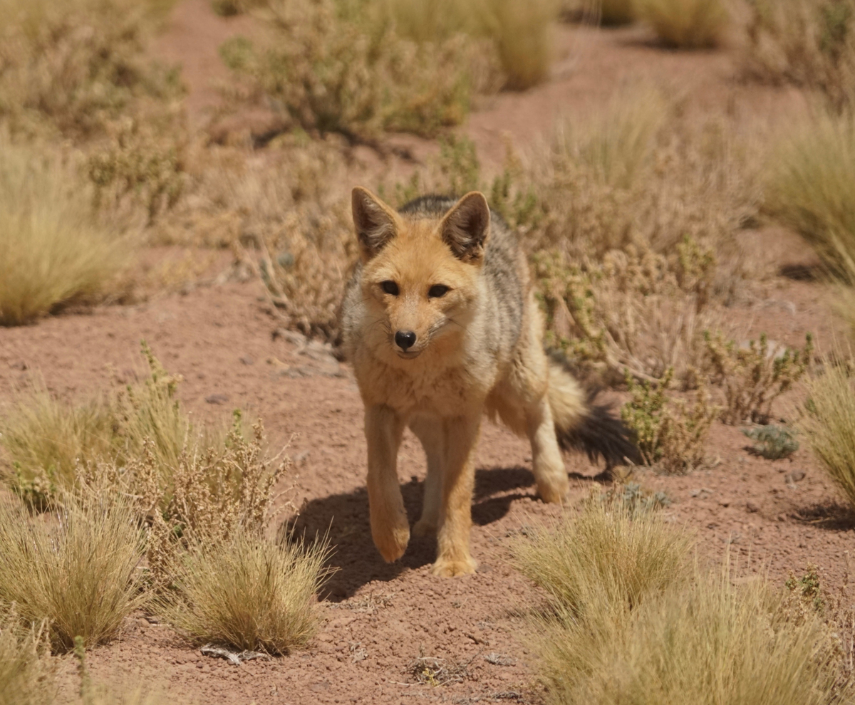 An Andean fox in the Atacama Desert